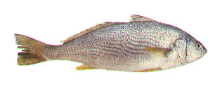 Corvina