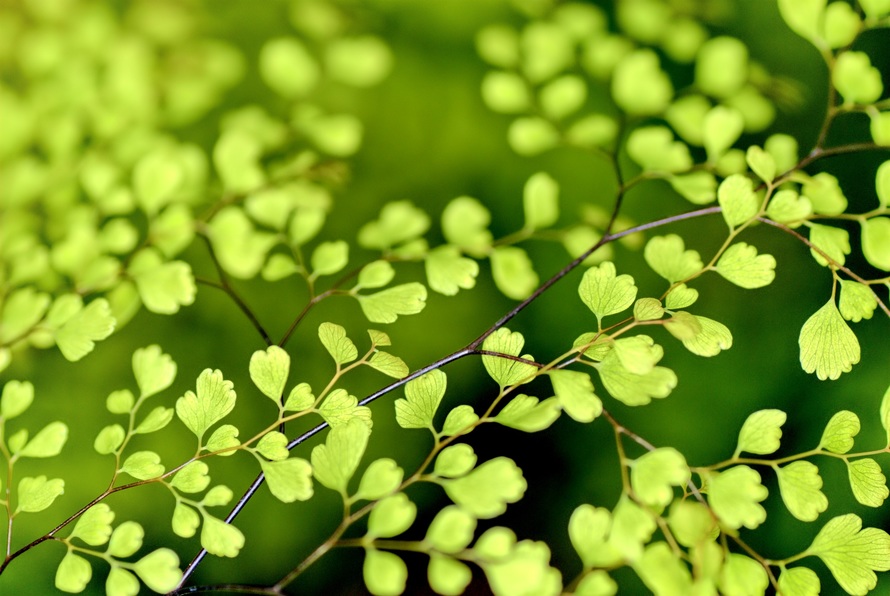 flowers-nature-plant-spring-large